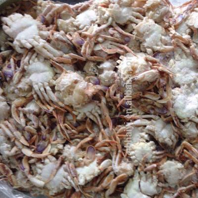 China FROZEN Sand Crab - for canning for sale