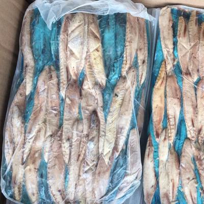 China Hot-selling pre-cooked bonito loins BQF jelly JELLY for sale