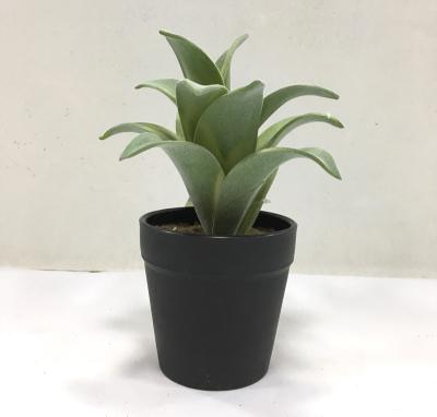 China Home Decoration Artificial Aloe Succulents Picks Indoor Home In Black Plastic Pot for sale