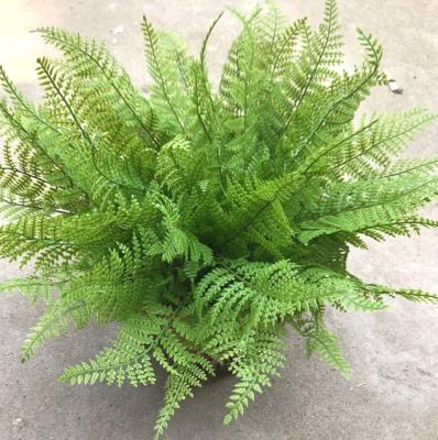 China Decorative Home Life Like Artificial Fake Fern Plant Wall Decoration of Fern Grass Plant Single Stem for sale