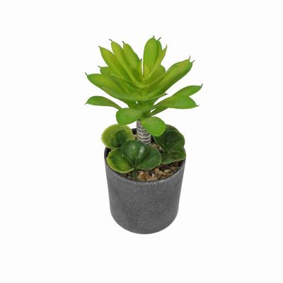 China Minimalist Z2029 Laozhuandai Brocade Plant Fortune Tree Plant Bonsai Plants With Pottery Clay Pot Green for sale