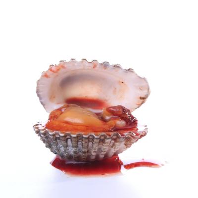 China High Live Clams Shell Meat Import Seafood Fresh Superior Nutritional Value Frozen Seafood for sale