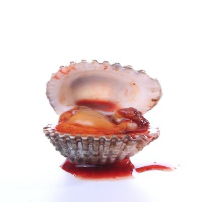 China China Product Live Protein New Season Frozen Blood Clams Importer Seafood for sale