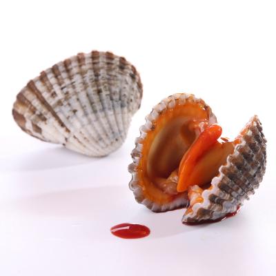 China Live Season New Tank Imports-Exports Seafood Blood Clams High Protein Colder Importer for sale