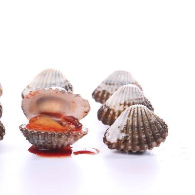 China Alive Moisten Blood Clam Meat Frozen Seafood Lungs Non-stock Seafood Clams for sale