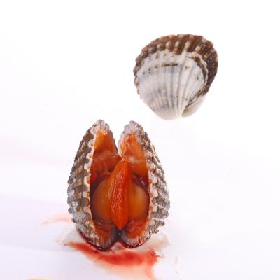 China Alive Moisten Lungs Frozen Seafood Suppliers Export Frozen Seafood Blood Clams for sale