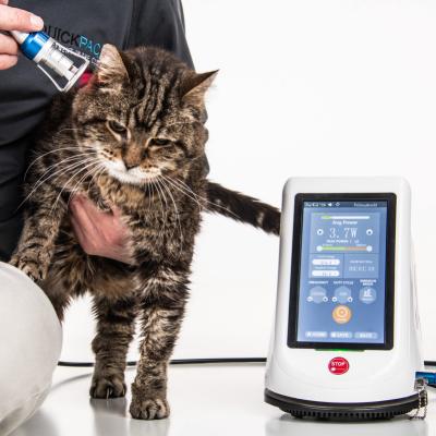 China Cats Expert 4 Wavelengths Veterinary Laser , Animal Laser Therapy for sale