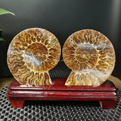 China China For Home Decoration Natural Ammonite Crystal Polished Fossil Crystal Gift Conch for sale