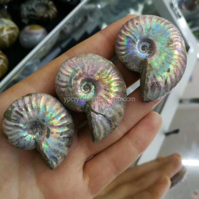 China China Natural Snail Conch Ammonite Rainbow Fossil Stone For Home Decoration for sale