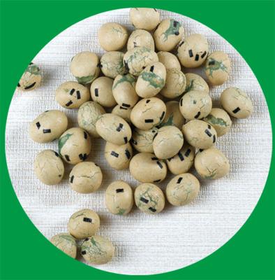 China Natural Hot Sale Fried Peanut Nut Roasted Process Jumbo Semi-Sweet Coated Peanut Snacks for sale