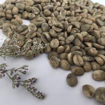 China Chinese Yunnan Green Coffee Beans, Arabica Type, Unroasted Coffee Beans Arabica Green Beans for sale