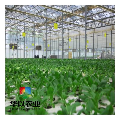 China Morden Leafy Vegetable Systems Profitable Greenhouse Growing Hydroponic Planting Hydroponic System for sale