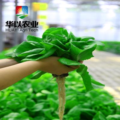 China DWC Deep Water Culture Hydroponics Systems Hydroponics Forage Vegetable Planting Growing Systems for sale