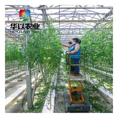 China Greenhouse Vegetable Hydrophonics System Growing Hidroponia Vegetable System for sale