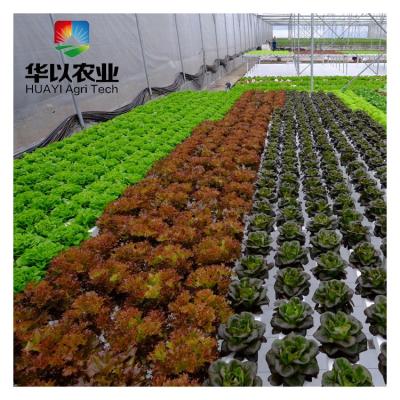 China The microgreen pvc vegetable commercial pipe the horizontal hydroponic system for sale