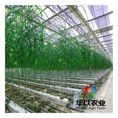 China Vegetable Hydroponics Automatic Drip Irrigation Tomato Grow System for sale