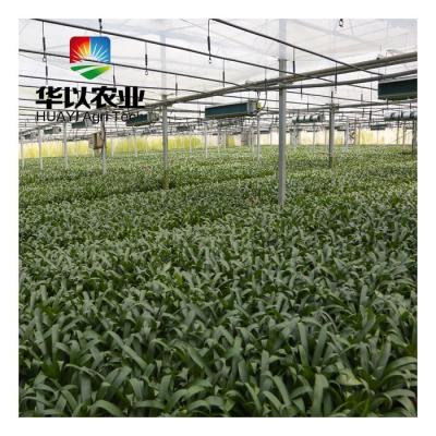 China Stable Multi-Span Structure Commercial High Tunnel Greenhouse Greenhouse Intelligent Control for sale