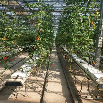 China Stable Structure Polycarbonate Plastic Greenhouse For Middle East Area With Hydroponic System For Tomato Strawberry for sale