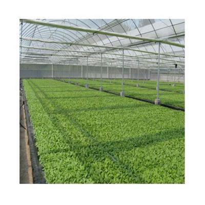 China Stable Structure Guaranteed Quality Tobacco Planting Hydroponic Tobacco Growing Systems For Tabacum Use for sale