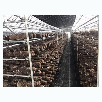 China Stable Structure Easily Assembled Tunnel Type Light Deprivation Blackout Greenhouse For Mushroom And Hemp Breeding for sale