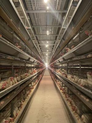 Cina Struttura semplice del pollo della gabbia di alta tecnologia della gabbia robusta automatica economizzatrice d'energia della gallina in vendita