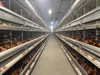 China Hete Gegalvaniseerde Materiaalh Type van de Gevogeltekooi Laagkooi 90 - 240 Vogelscapaciteit Te koop