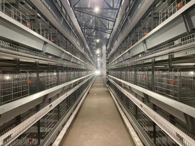 Cina 5 strati resistente alla corrosione Hen Cages dell'azienda agricola di pollo di Tires in vendita