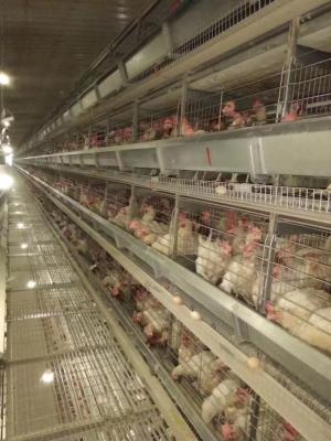 Cina Gabbia del pollo di strato dell'azienda avicola/in pieno pollo automatico che alza attrezzatura in vendita