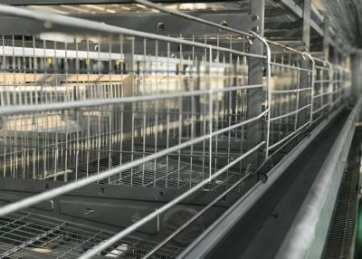 China Sistema automático de Waterer del pollo de la eficacia alta/bebedor automático de la parrilla en venta