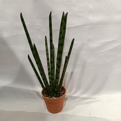 China Durable Hot Sale Artificial Snake Plant Agave Plant for sale