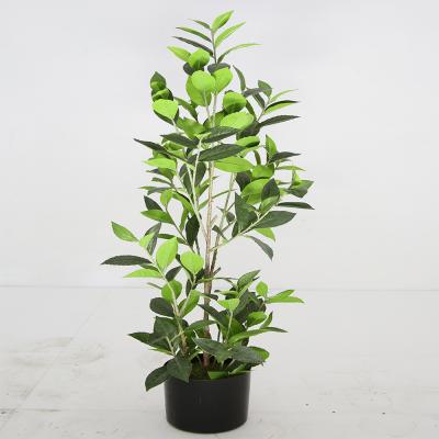 China Real Fake Artificial Tree Laurel Leaf Home Decoration Plants for sale