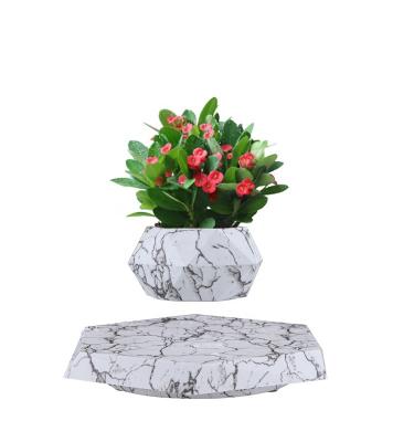 China Magnetic Levitation Technology Bonsai Live Chinese Elm Outdoor Bonsai Tree in Plastic Cultivator Magnetic Levitation Floating Pots for Plants en venta