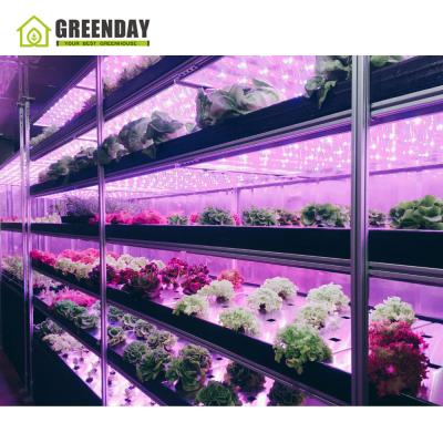 China Fruit Flowers GREENDAY 40HQ Container Farm Vegetable Growing Shipping Container Vegetable Hydroponic Farm for sale