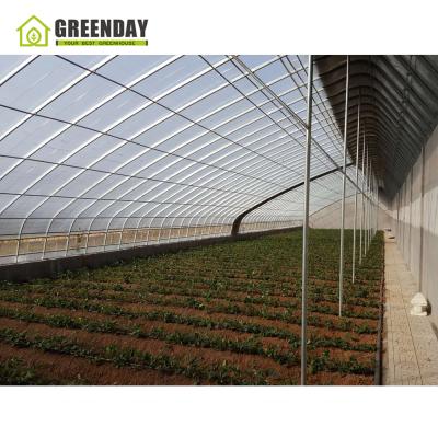 China Stable Structure Energy Saving Chinese Passive Solar Greenhouses GREENDAY With Steel Structure for sale