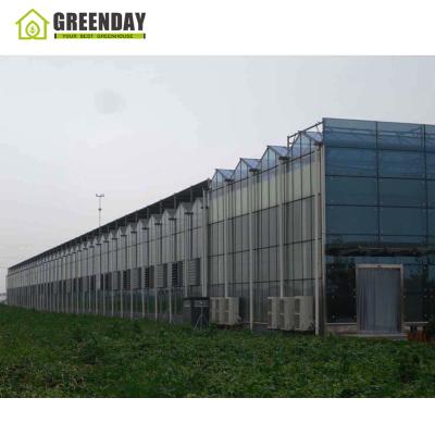 China Hot Selling Stable Agricultural Greenhouse Manufacturers Multi-Span Glass Structure GREENDAY Greenhouse for sale