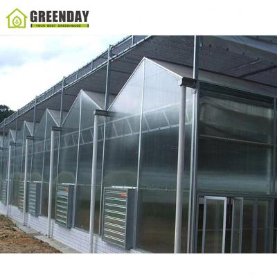 China Stable structure GREENDAY invernadero polycarbonate greenhouse agricultural tomato hydroponic greenhouse for sale for sale