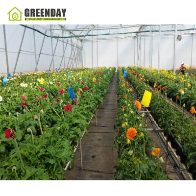 China Stable structure GREENDAY cheapest multi-span greenhouse film greenhouse invernaderos Para plantas greenhouse for sale