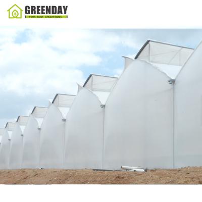 China Stable structure GREENDAY low cost multi-span greenhouse plastic sheet greenhouse for sale for sale