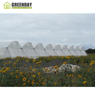 China Stable Structure GREENDAY Plastic Film Greenhouse Plastic Sheet With Indoor Hydroponic Growing Systems for sale