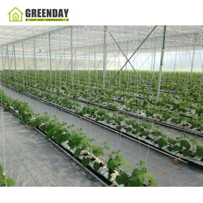 China Stable Structure GREENDAY Film Greenhouse Manufacturers Installation Design Intelligent Greenhouse for sale