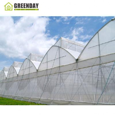 China Stable High Quality Multi Span 150 Micron Greenhouse Film Structure GREENDAY For Growing for sale