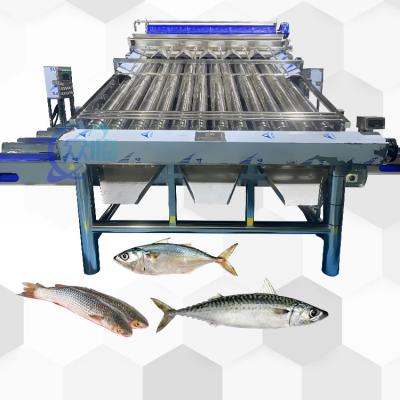 China Efficient Small Yellow Croaker Sorting Machine Small Yellow Croaker Roller Grader for sale