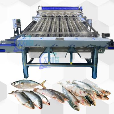 China Plastic Conveyor Saury Sorting Machine Yellow Croaker Sorting Machine for sale