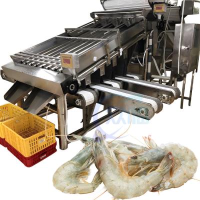 China Smart 304 stainless steel reliable shrimp sorting machine suitable for seafood industry shrimp sorting machine Te koop