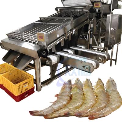 China Seafood fish and shrimp processing plant size sorting machine Fish size sorting machine Te koop