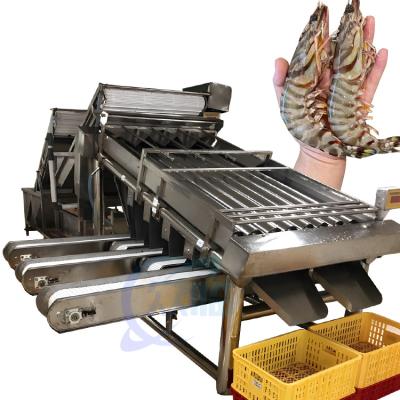 중국 Shrimp grading machine equipment Multi-stage sardine balam fish sorting machine 판매용