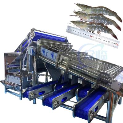 China Shellfish sorting machine shrimp cleaning and sorting machine, automatic shrimp shell grinding, shelling and dethreading zu verkaufen