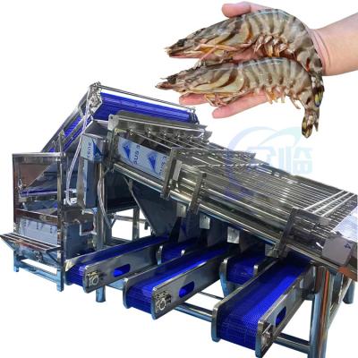 China Seafood Equipment Shrimp Peeling Machine Shrimp Shell Processing Machine Stainless Steel Roller Rapid Shrimp Grading Mac zu verkaufen