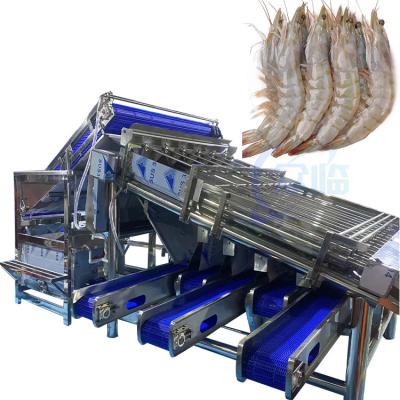 China Fully automatic multi-functional fish and shrimp sorting and grading machine Customized roller rapid shrimp grading mach zu verkaufen