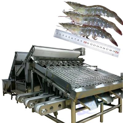 China Seafood and shrimp grading processing machine, shrimp and fish sorting machine, crayfish and shrimp grading machine zu verkaufen